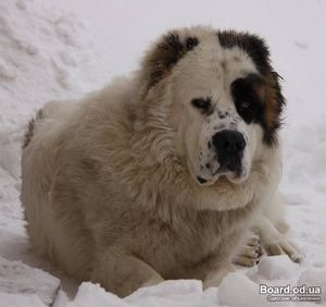 Маленькие кошки - ч. 2 кошка Маленькие кошки - ч. 2 кошка