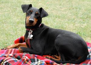 MANCHESTER TERRIER черный