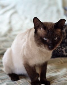 Меконгский бобтейл (тайский бобтейл) - ч. 3 кошка