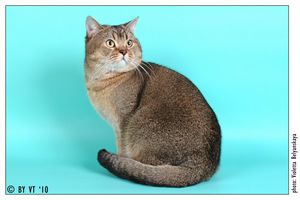 Международные коды пород кошек группа Международные коды пород кошек группа