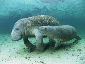 Микроскопические морские животные животное Микроскопические морские животные животное