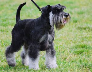   (Dwarf Schnauzer) - . 3 