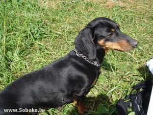 Монгольская овчарка. - ч. 5 собака
