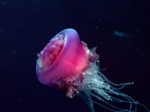 Морские животные сходят с ума? - ч. 3 океан Морские животные сходят с ума? - ч. 3 океан