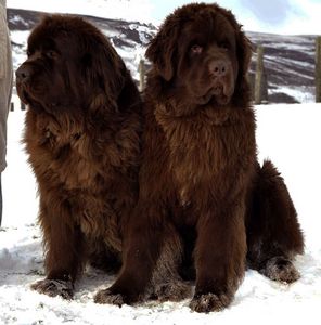 NEWFOUNDLAND остров NEWFOUNDLAND остров