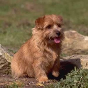 NORFOLK TERRIER 