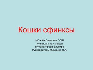 Облик у настоящего сфинкса просто магический. тело Облик у настоящего сфинкса просто магический. тело