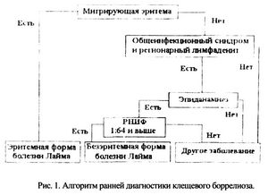 Общие симптомы болезней у кошек. - ч. 2 кошка Общие симптомы болезней у кошек. - ч. 2 кошка