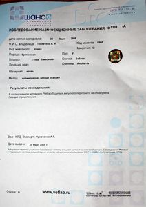 Основные механизмы противовирусного действия фоспренила... - ч. 20 мышь Основные механизмы противовирусного действия фоспренила... - ч. 20 мышь