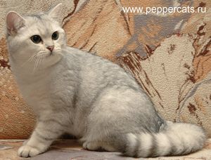 Персидские кошки ? питомник «SOFT KISS» животное Персидские кошки ? питомник «SOFT KISS» животное