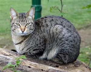Поведение кошки: привлечение внимания. - ч. 4 поведение Поведение кошки: привлечение внимания. - ч. 4 поведение