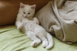 Поведение кошки в норме. - ч. 9 кот Поведение кошки в норме. - ч. 9 кот
