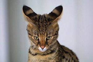 Поведение кошки. домашний Поведение кошки. домашний
