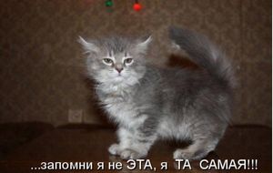 Правильное питание кошки - ч. 2 вещество