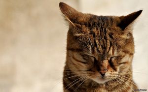 Принятие взрослых кошек и собак - ч. 3 домашний Принятие взрослых кошек и собак - ч. 3 домашний