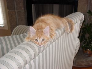 Red Tabby  Tortie Tabby 