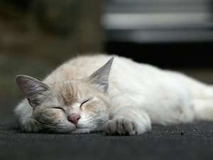 Рейтинг игр с любимыми кошками. - ч. 2 кошка