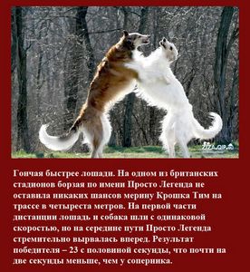 Русская псовая борзая — это собаки-спринтеры. собака