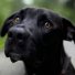 Сайт Purina — разговаривать с животными. собачий Сайт Purina — разговаривать с животными. собачий