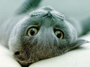 Самые большие змеи в мире - ч. 2 один Самые большие змеи в мире - ч. 2 один
