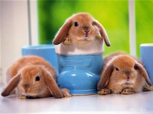 Самые модные домашние животные - ч. 3 содержание Самые модные домашние животные - ч. 3 содержание