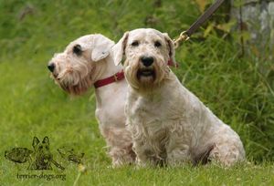 SEALYHAM TERRIER 