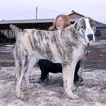 Секция 3 Швейцарские горные и пастушьи собаки зенненхунд