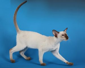 СИАМСКАЯ КОШКА кошка