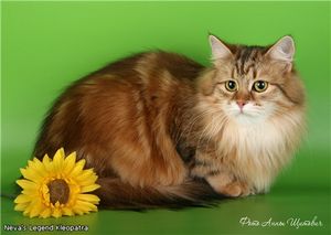 Сибирские кошки ? питомник«Невская Легенда» котенок Сибирские кошки ? питомник«Невская Легенда» котенок