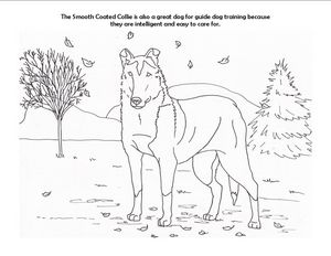 SMOOTH COLLIE гладкошерстый SMOOTH COLLIE гладкошерстый