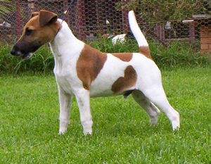 SMOOTH FOX TERRIER - . 2 