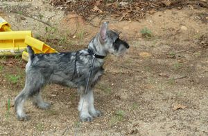 STANDARD SCHNAUZER охрана STANDARD SCHNAUZER охрана