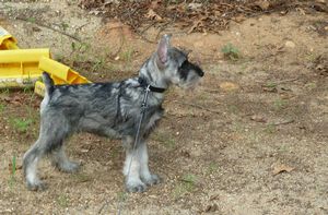 STANDARD SCHNAUZER 