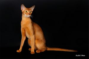 Стандарт TICA абиссинской кошки более Стандарт TICA абиссинской кошки более