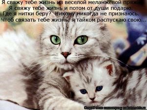 Старые кошки который Старые кошки который