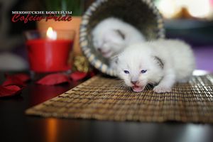 Тайский бобтейл (Меконгский бобтейл — Mekong bobteil) кошка Тайский бобтейл (Меконгский бобтейл — Mekong bobteil) кошка