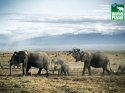 Телеканал Animal Planet представляет новый проект «Открывая... зритель