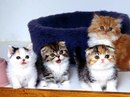 Уход за котятами вместе