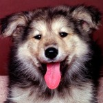 Уход за шерстью кошек - ч. 2 специальный Уход за шерстью кошек - ч. 2 специальный