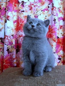 Уссурийская короткошерстная порода Уссурийская короткошерстная порода