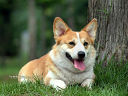   (WELSH CORGI) - . 4 