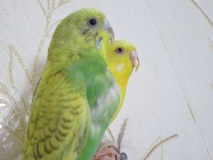 Волнистый попугай в Вашем доме - ч. 2 попугай Волнистый попугай в Вашем доме - ч. 2 попугай
