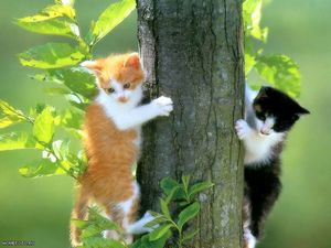 ВОЗЬМИТЕ МЕНЯ В СЕМЬЮ!!!! Котенок жизнь