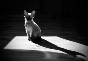 Выбор породистого кота - ч. 3 кошка Выбор породистого кота - ч. 3 кошка