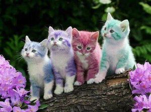 Выпускать ли кошку на улицу? улица Выпускать ли кошку на улицу? улица