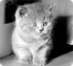 Выращивание котят если Выращивание котят если