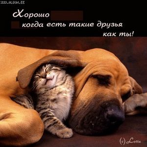 Выставка кошек: формат судейства оpen square-ring. - ч. 4 животное