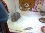 Выставка кошек: RUI Cat Show 4-5 марта 2006, Черкассы - ч. 2 Черкассы Выставка кошек: RUI Cat Show 4-5 марта 2006, Черкассы - ч. 2 Черкассы