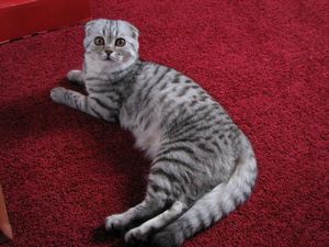 Выставка кошек: RUI Cat Show 4-5 марта 2006, Черкассы животное Выставка кошек: RUI Cat Show 4-5 марта 2006, Черкассы животное