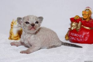 Выставка кошек в рамках шоу Содружество в Москве. кошка Выставка кошек в рамках шоу Содружество в Москве. кошка